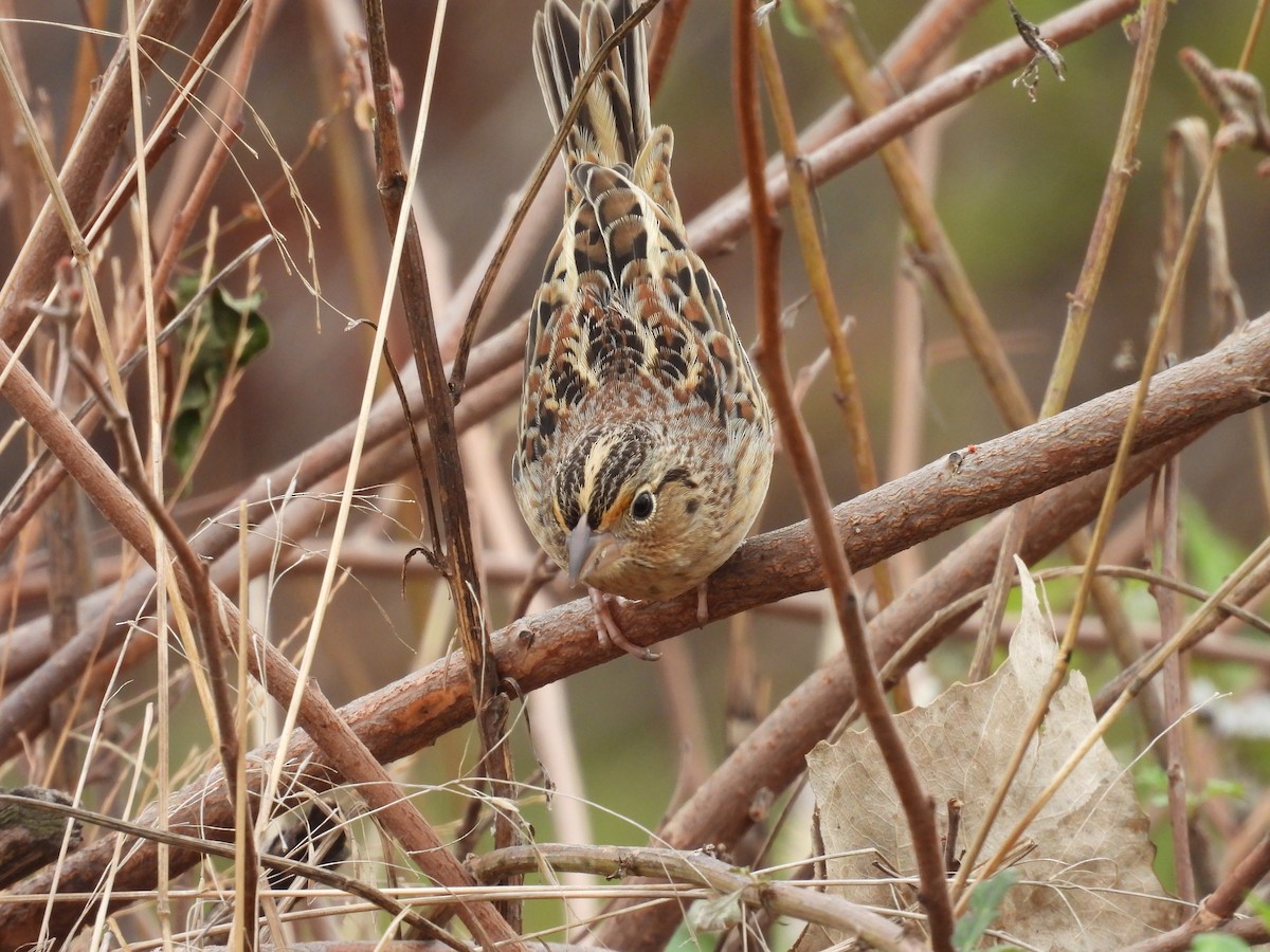 Grasshopper Sparrow - ML645563938