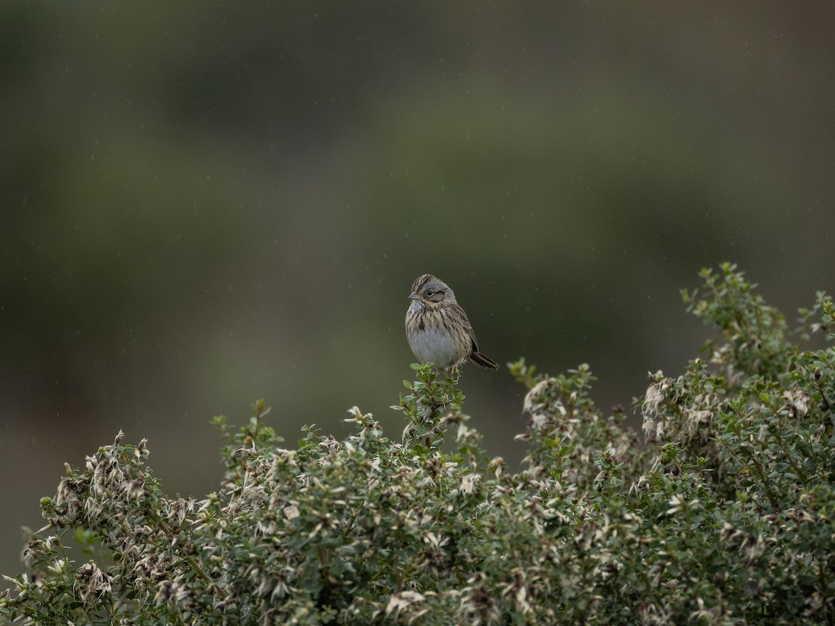 Lincoln's Sparrow - ML645563939
