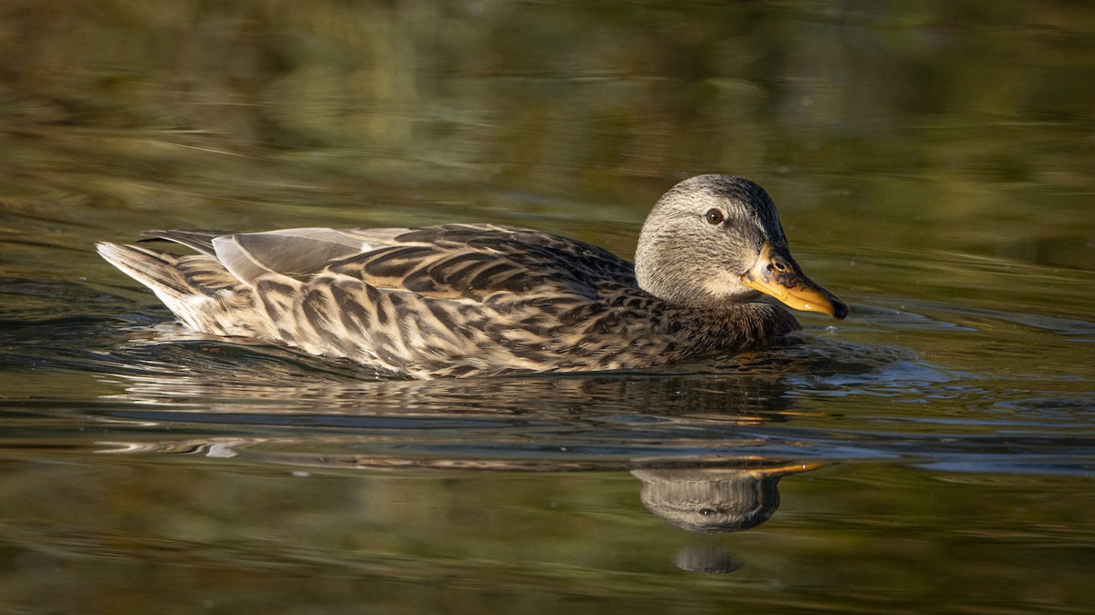 Mallard - ML645563940