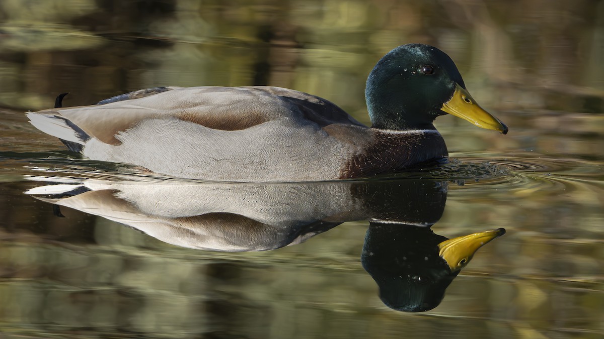 Mallard - ML645563941