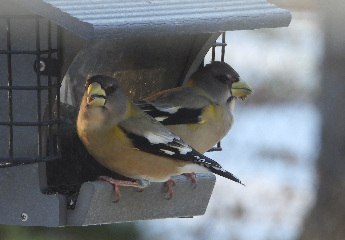 Evening Grosbeak - ML645563942
