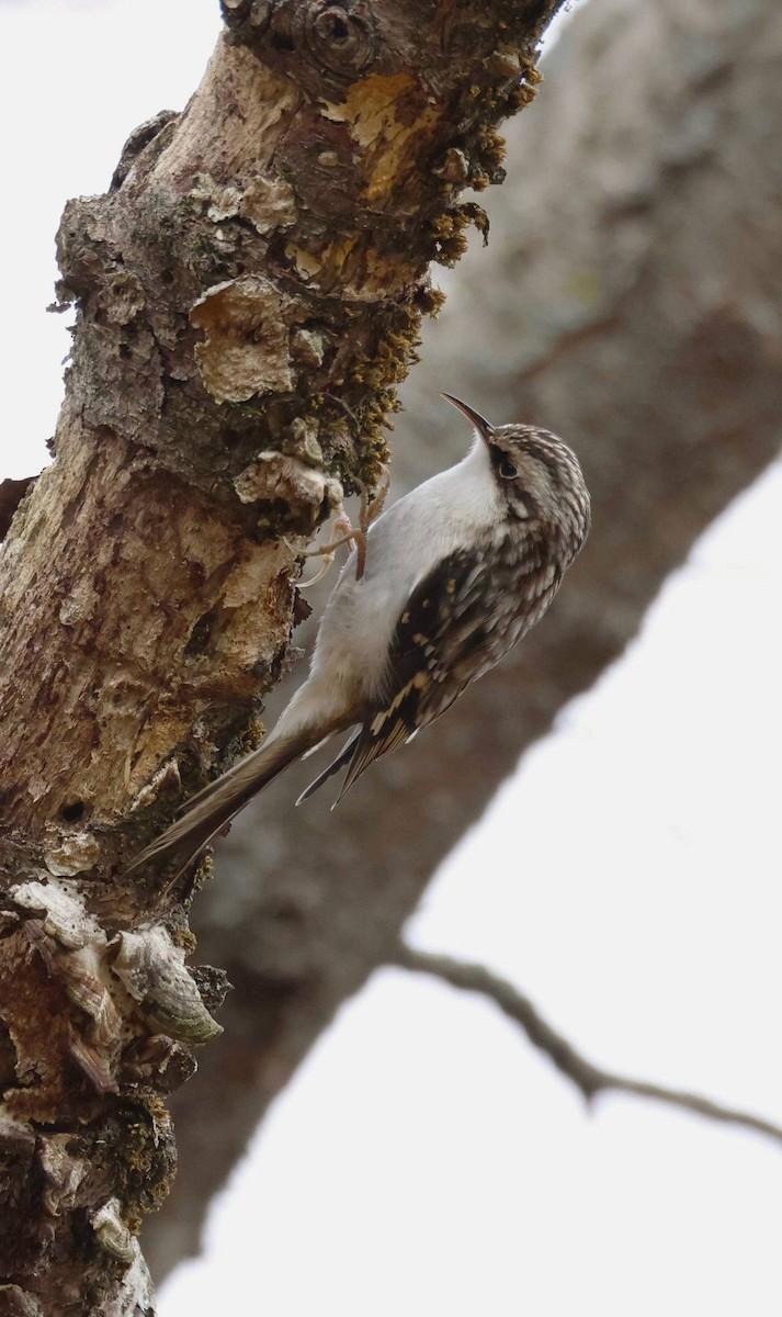 Brown Creeper - ML645563947
