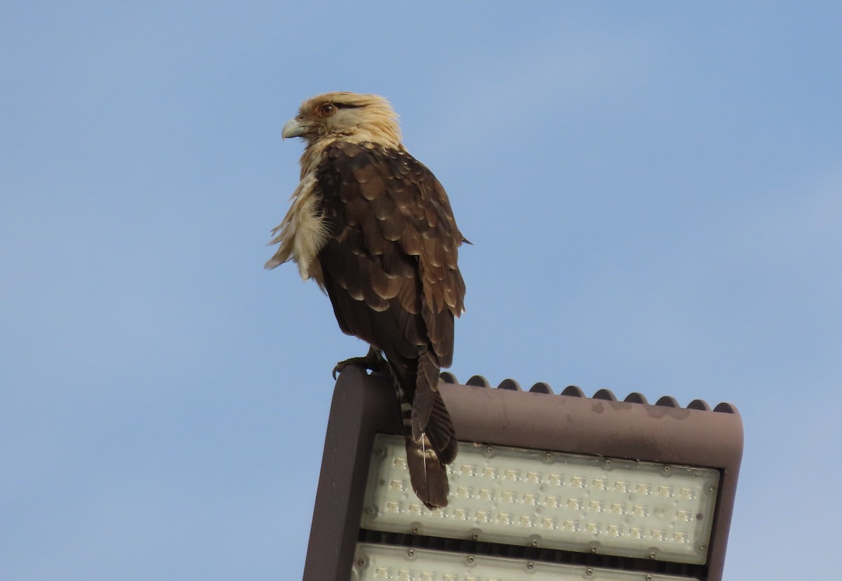 Yellow-headed Caracara - ML645563953