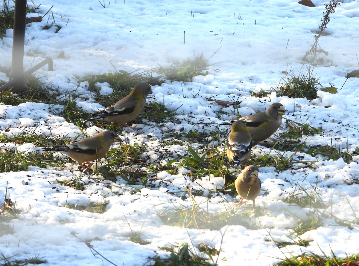 Evening Grosbeak - ML645563956