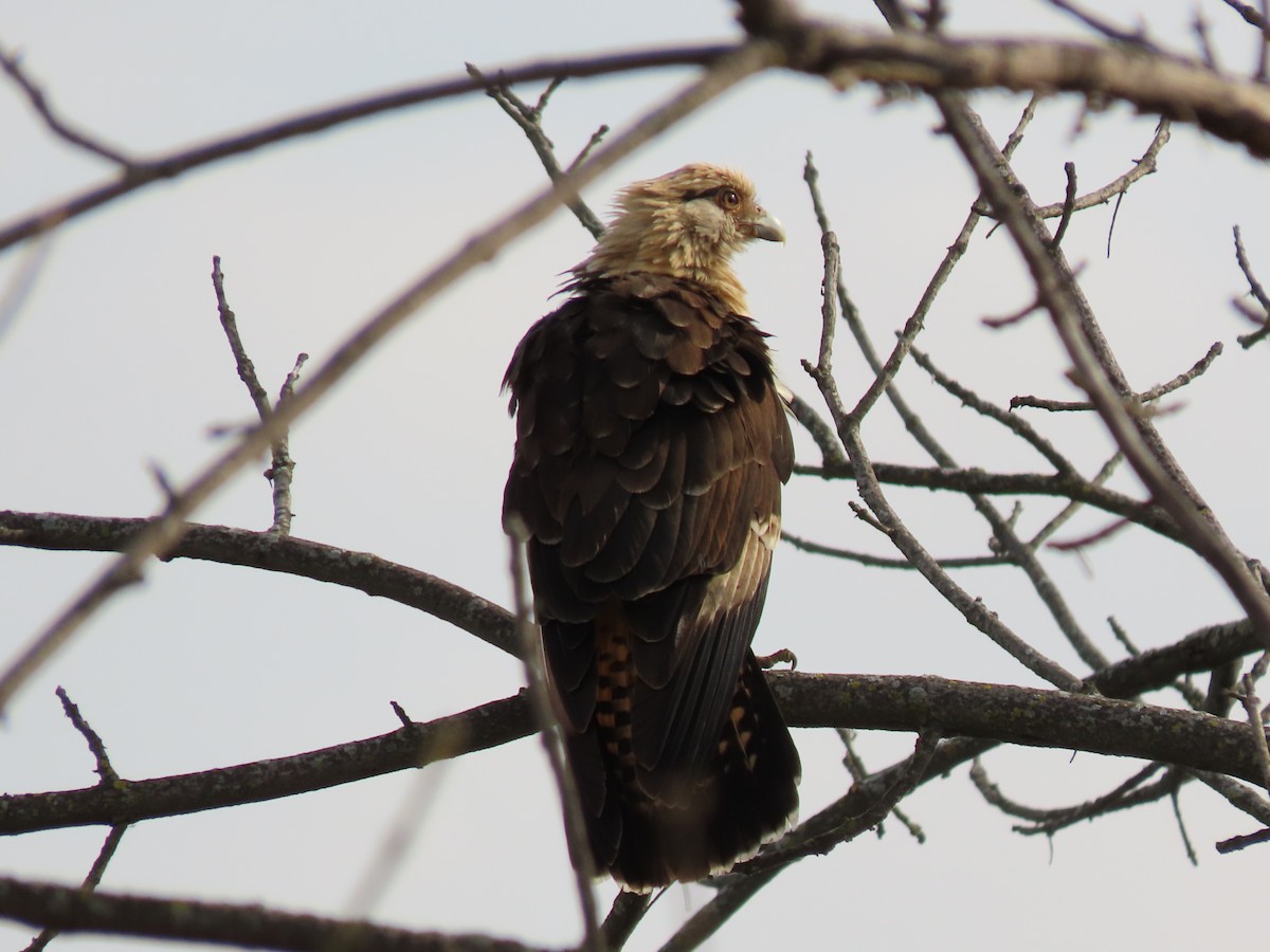 Yellow-headed Caracara - ML645563957