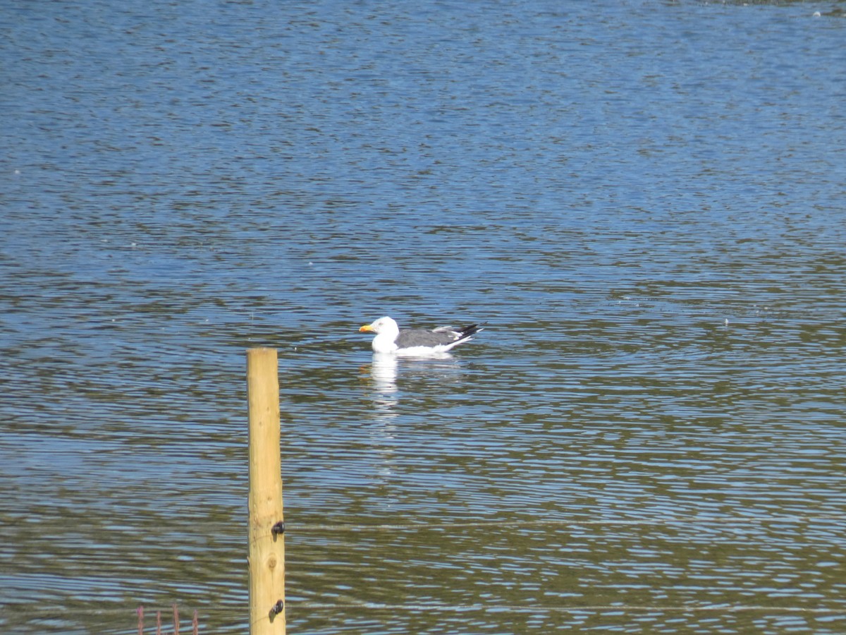Lesser Black-backed Gull - ML645563958