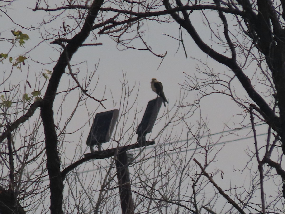 Yellow-headed Caracara - ML645563959