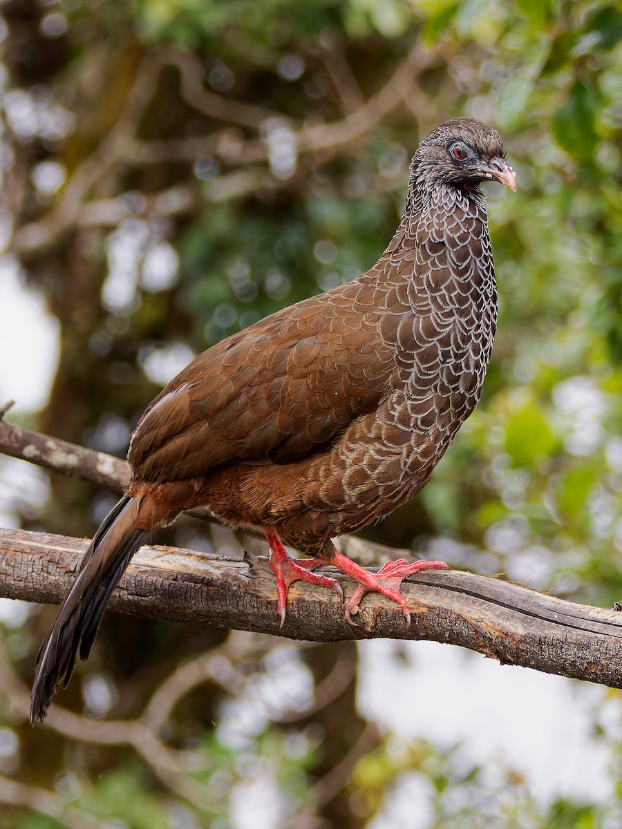 Пенелопа андська - ML645563962