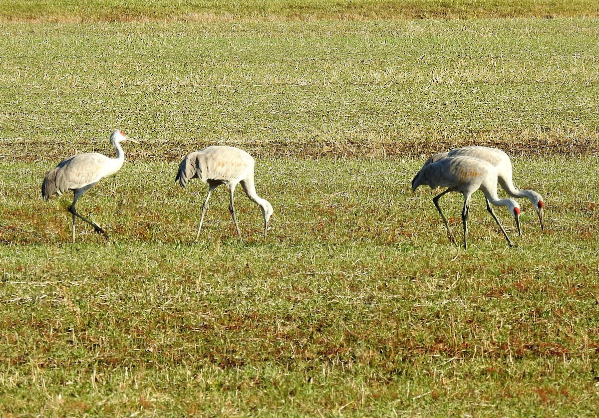 Sandhill Crane - ML645563968