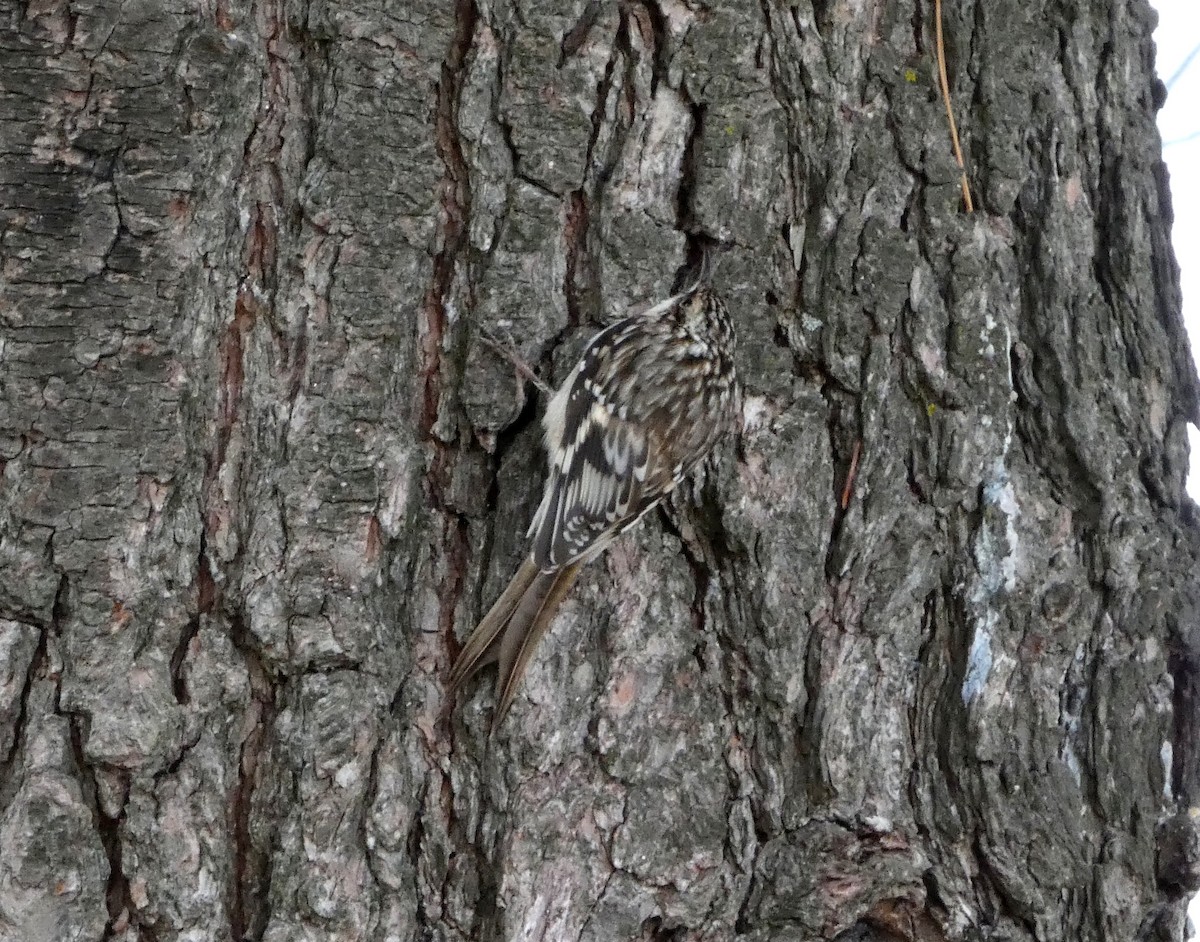 Brown Creeper - ML645563969