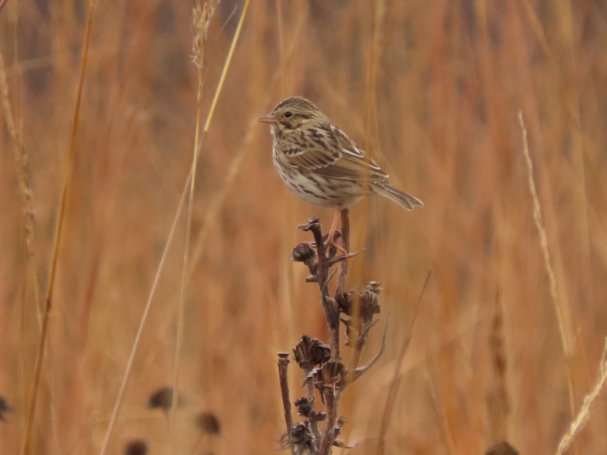 Savannah Sparrow - ML645563972