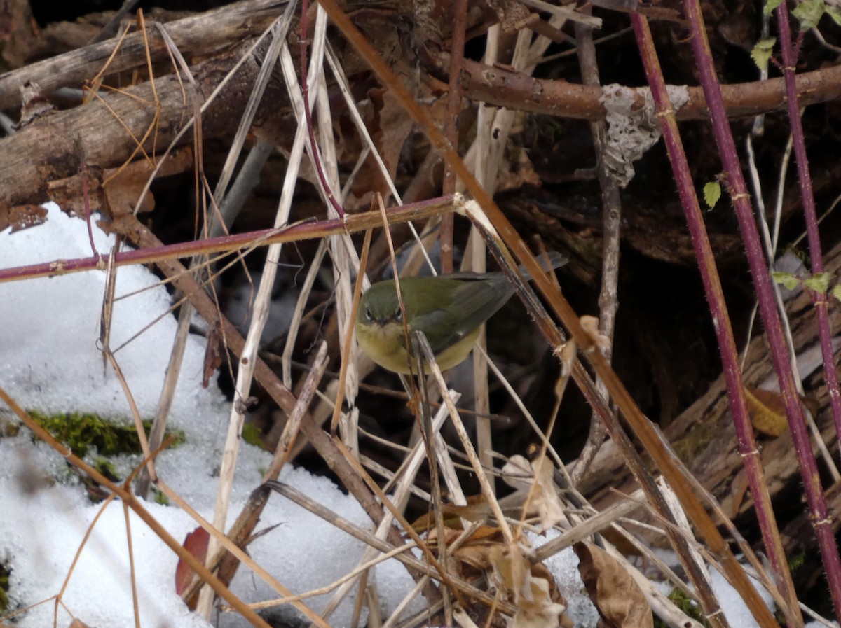 סבכון שחור-גרון - ML645563978