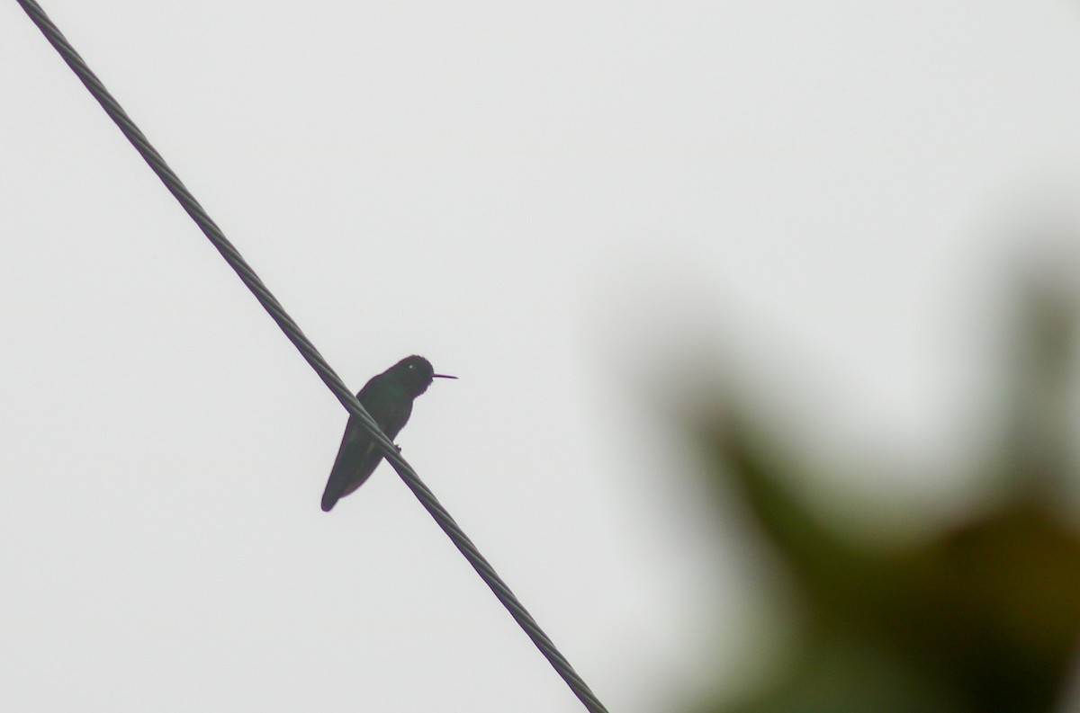 Tourmaline Sunangel - ML645563979