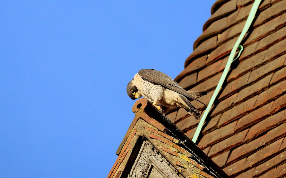 Peregrine Falcon - ML645563992