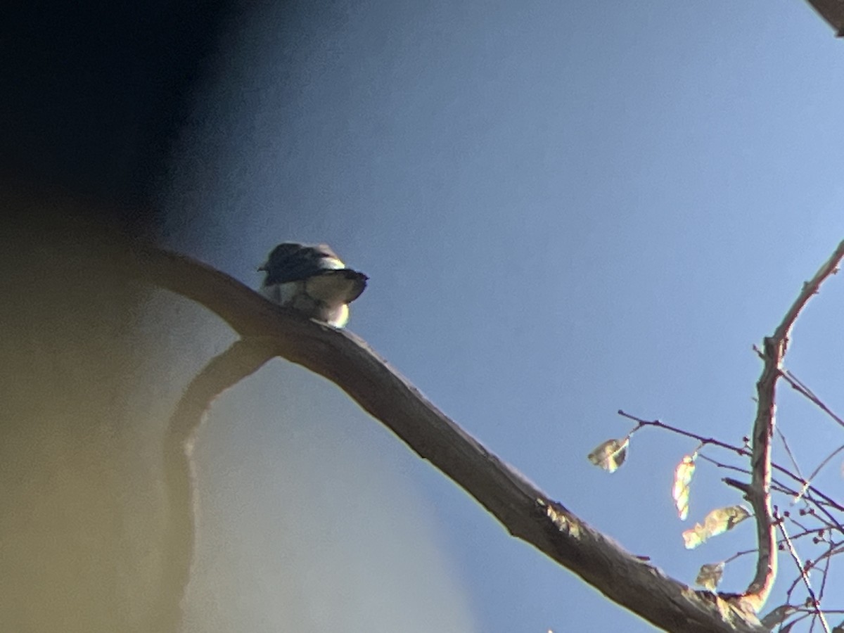 White-breasted Woodswallow - ML645563993