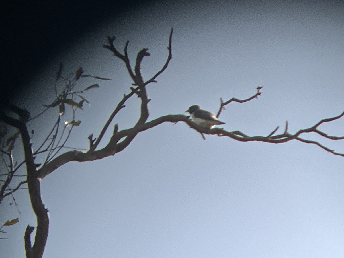 White-breasted Woodswallow - ML645563994