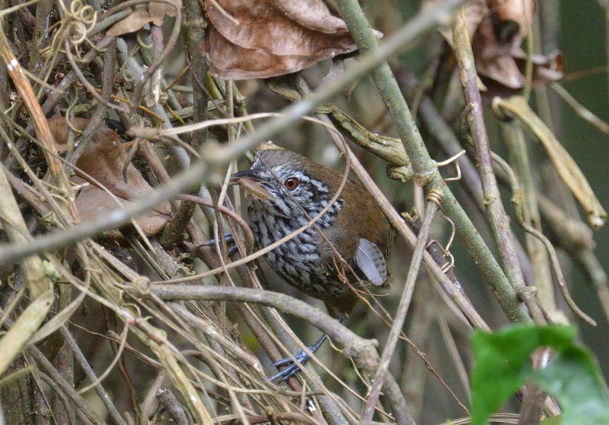 střízlík šupinkoprsý - ML645564007