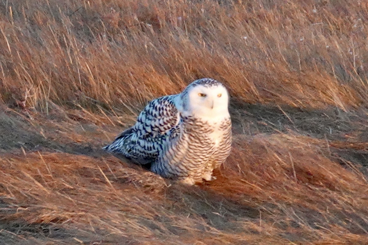 Snowy Owl - ML645564019