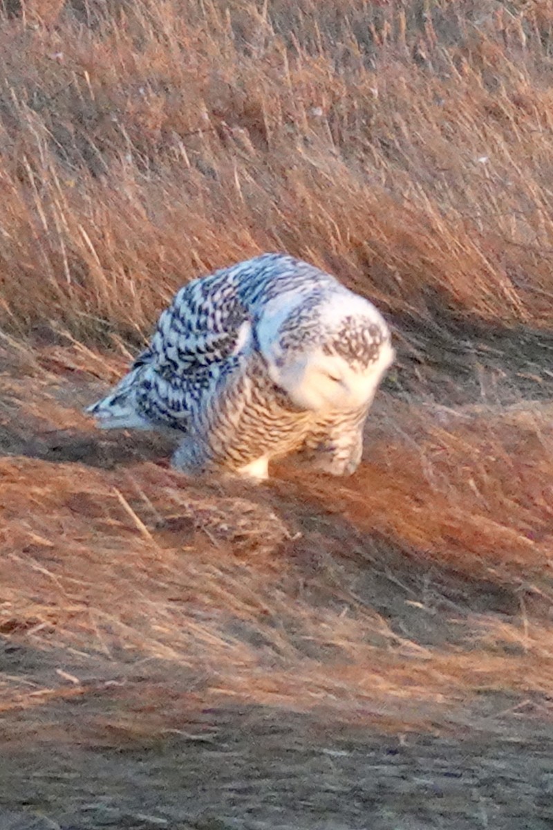 Snowy Owl - ML645564020