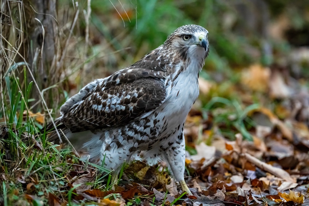 Red-tailed Hawk - ML645564024