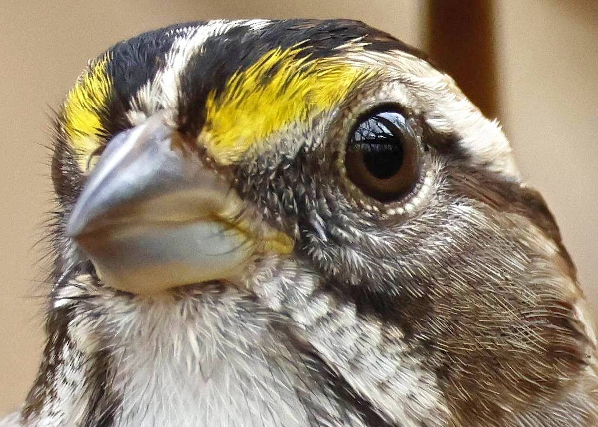 White-throated Sparrow - ML645564040