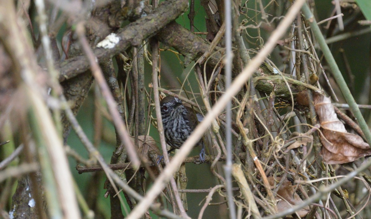 střízlík šupinkoprsý - ML645564041