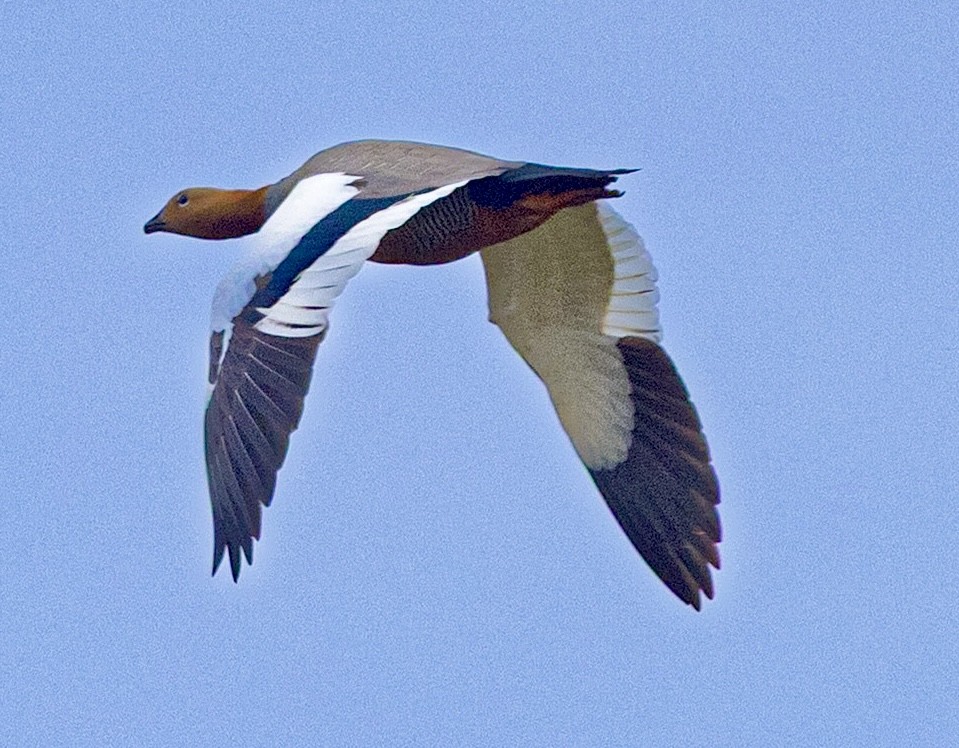 Ruddy-headed Goose - ML645564046