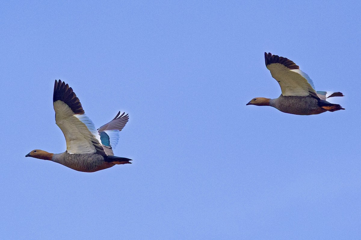 Ruddy-headed Goose - ML645564047