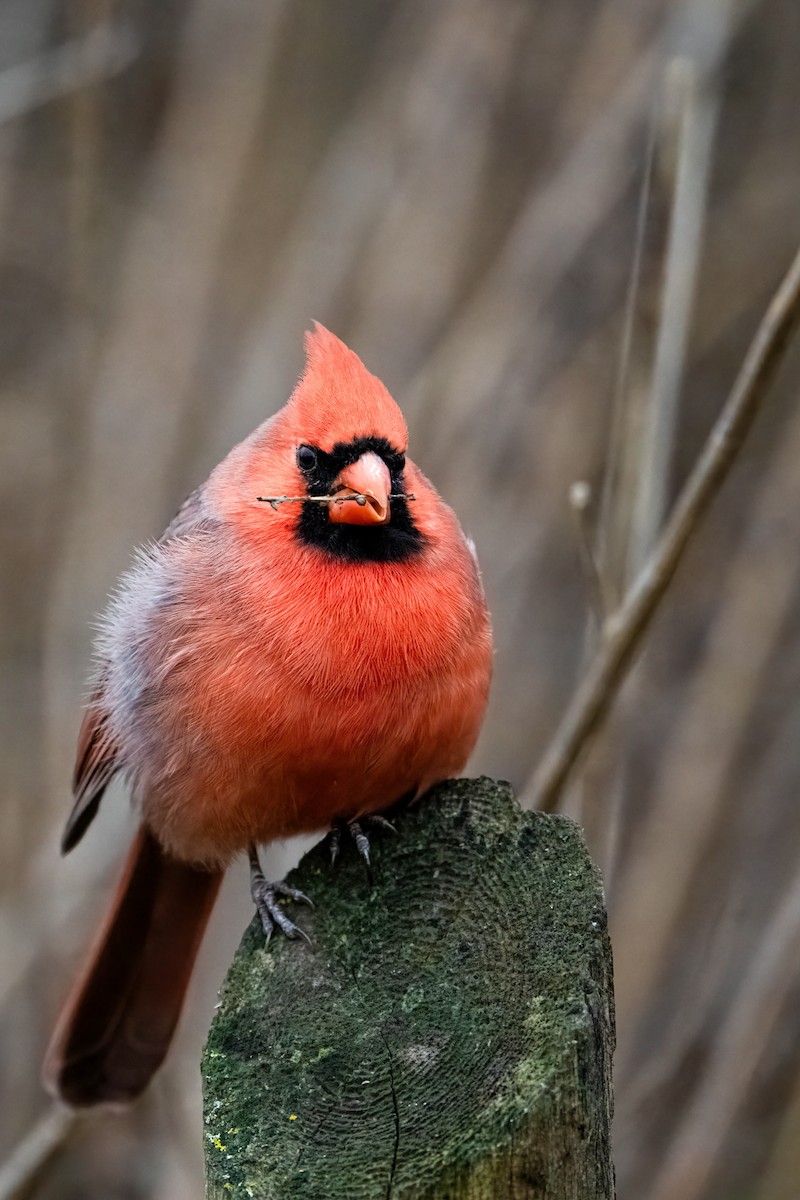 Northern Cardinal - ML645564054