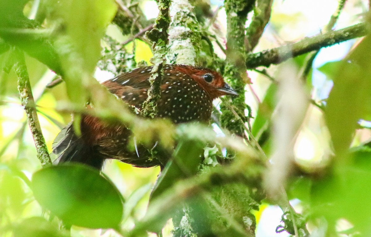 Ocellated Tapaculo - ML645564067