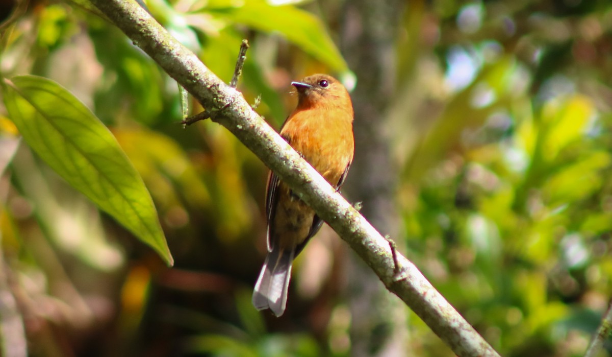 Cinnamon Flycatcher - ML645564081