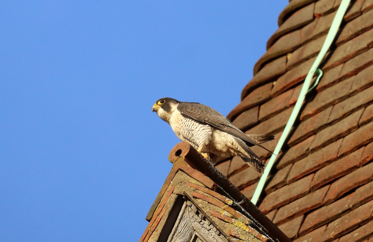 Peregrine Falcon - ML645564083