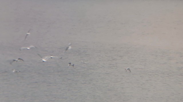 Мартин канадський - ML645564086