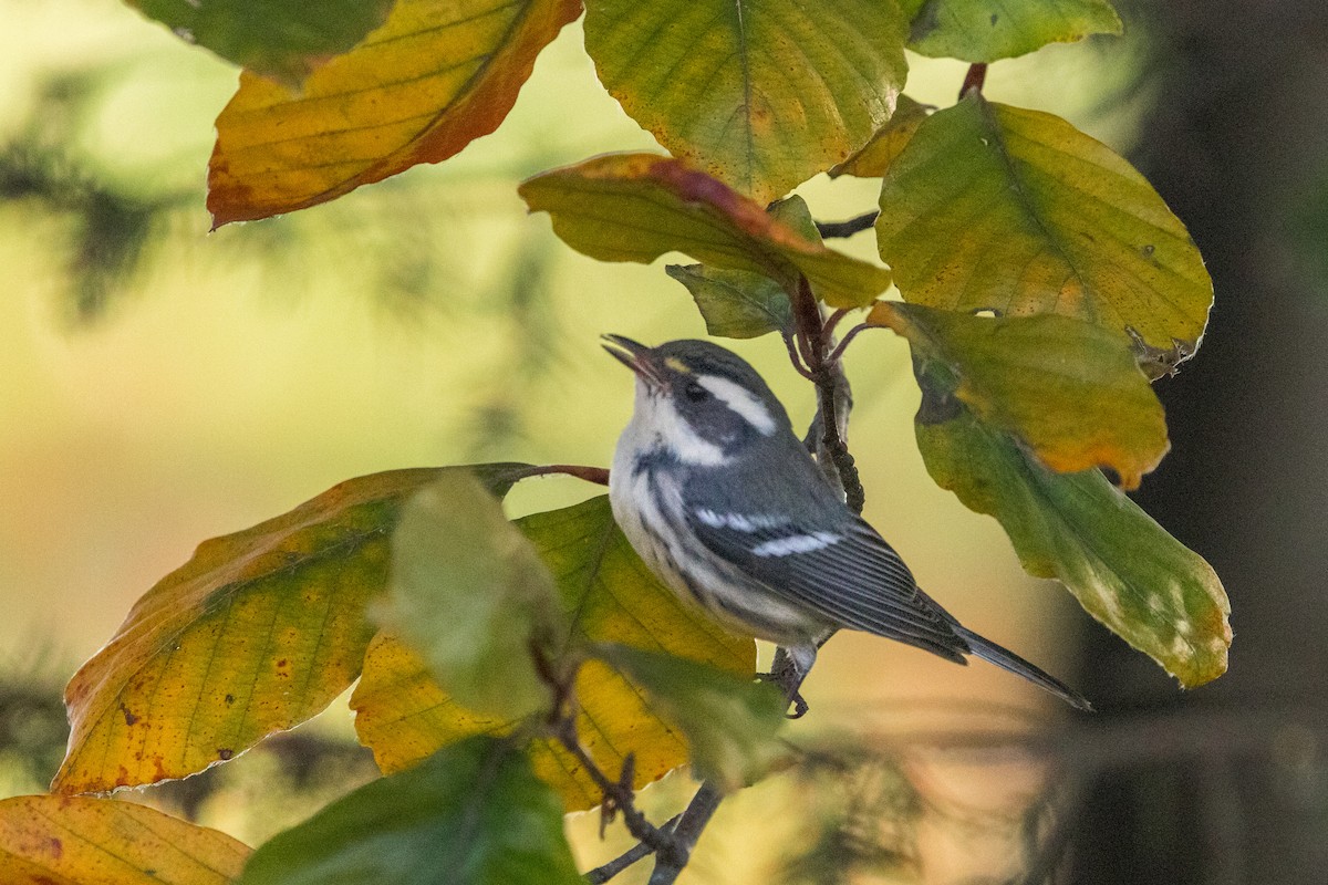 Black-throated Gray Warbler - ML645564090