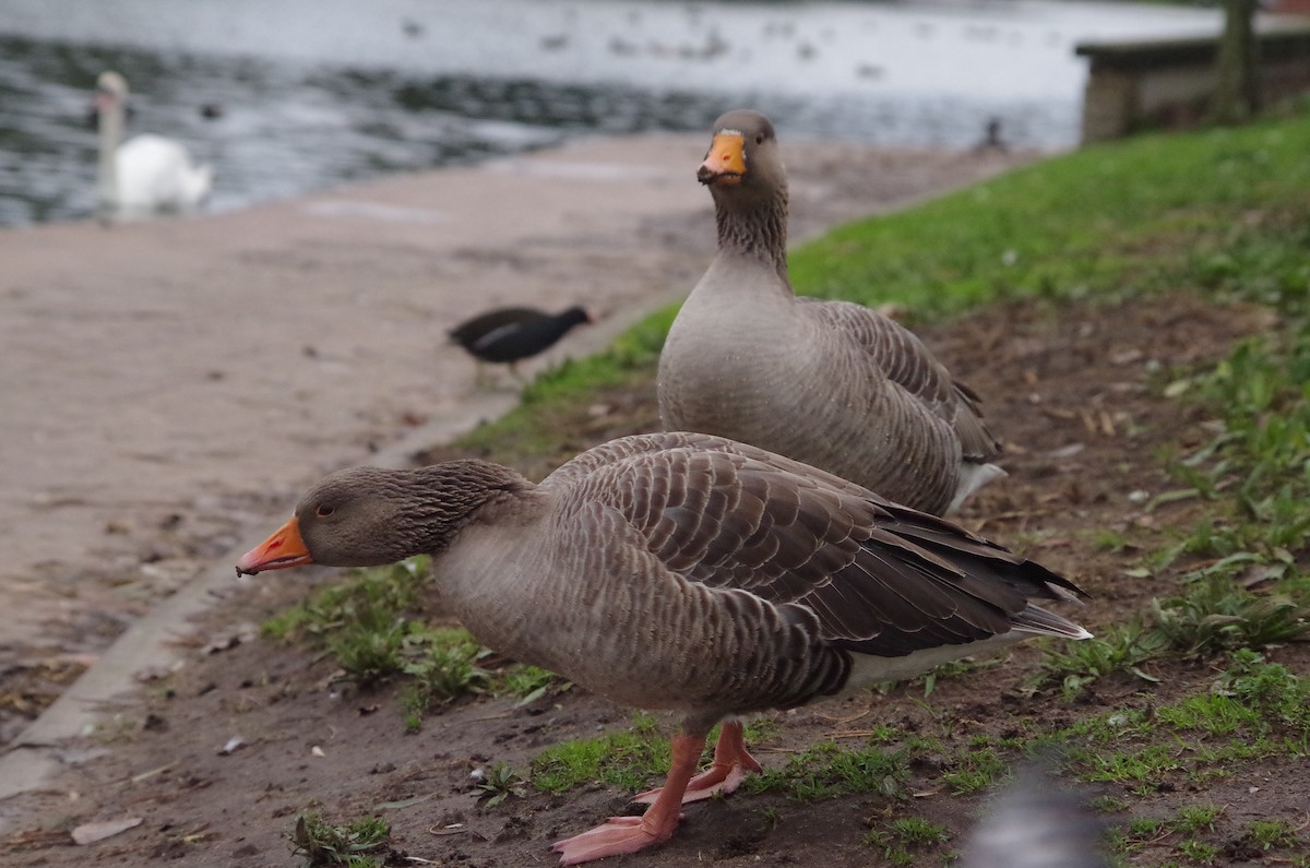 Гуска сіра - ML645564093