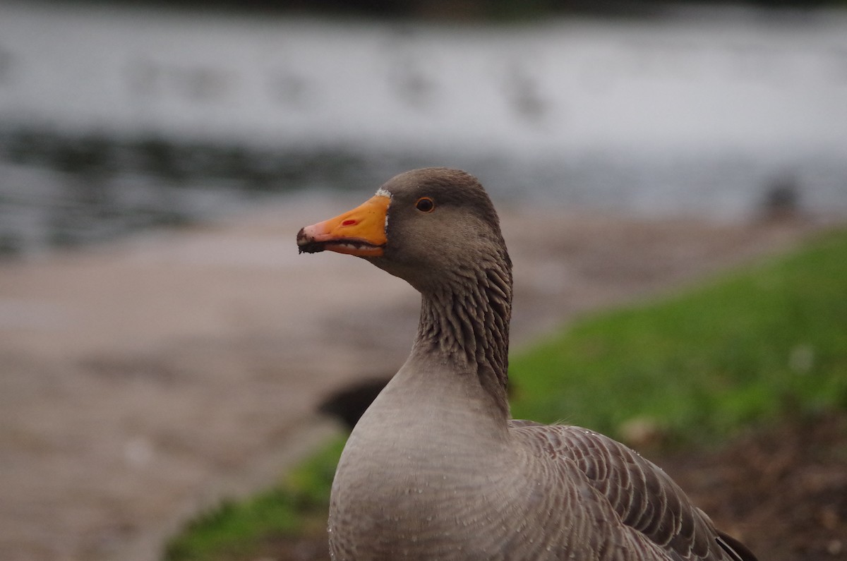 Гуска сіра - ML645564094