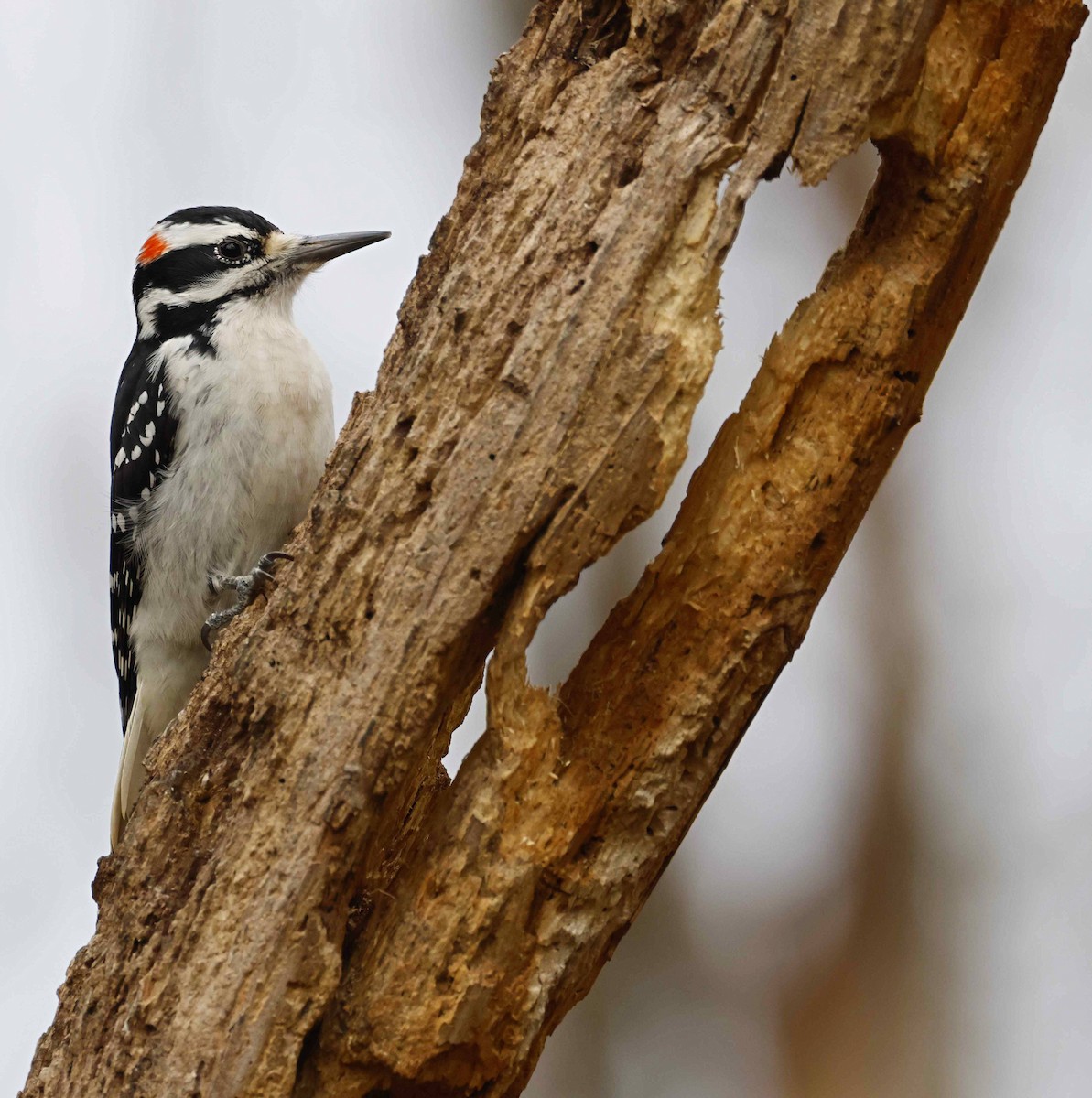 Hairy Woodpecker - ML645564098