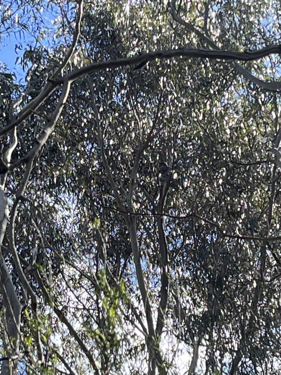 Barking Owl - ML645564103