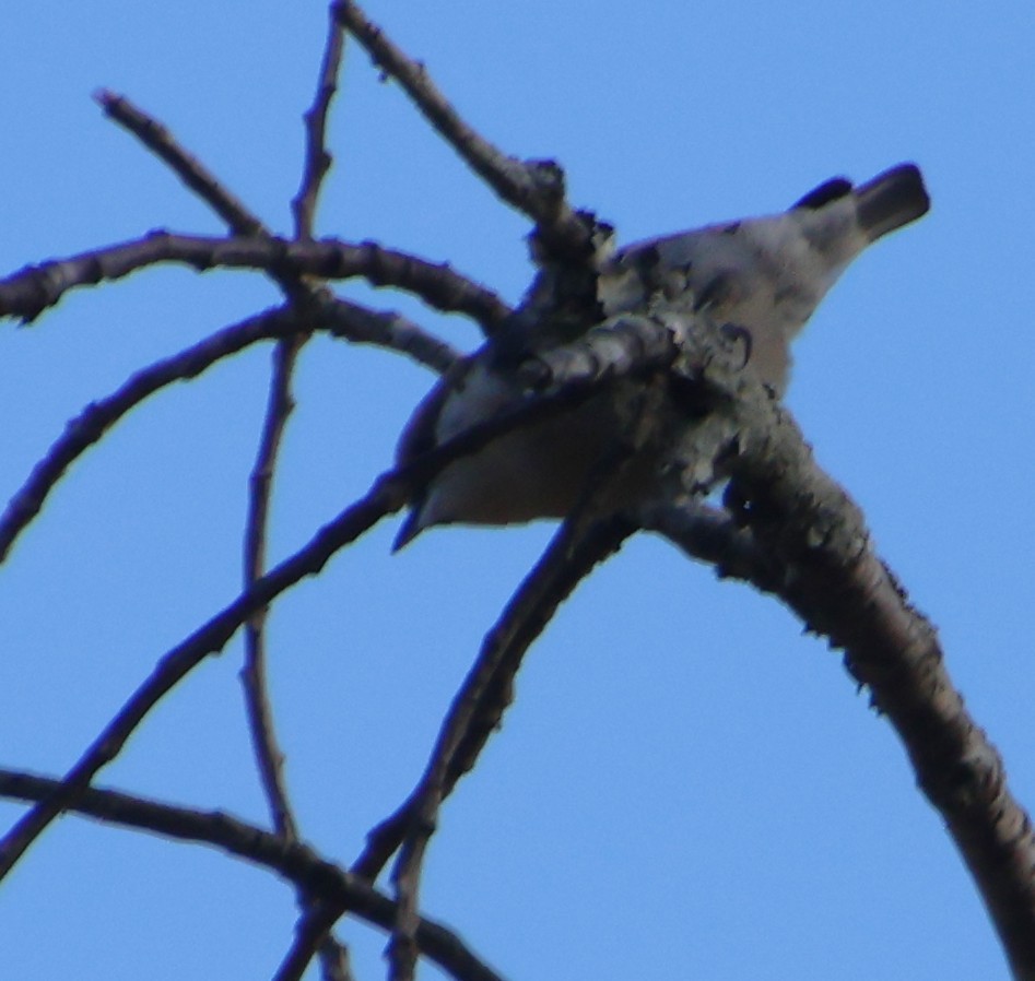 Sittelle à tête brune - ML645564104