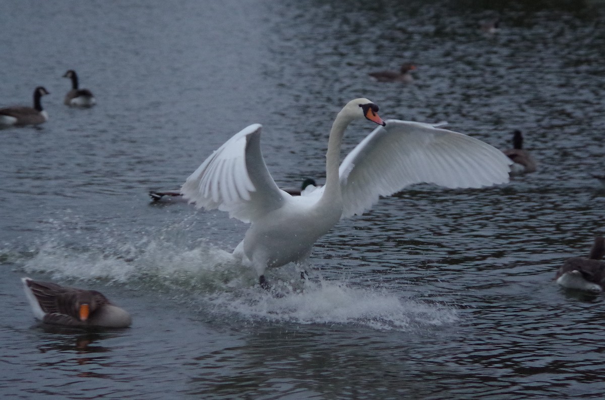 疣鼻天鵝 - ML645564105