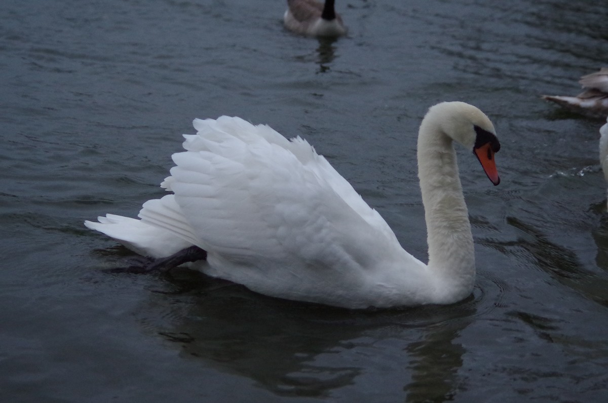 疣鼻天鵝 - ML645564106