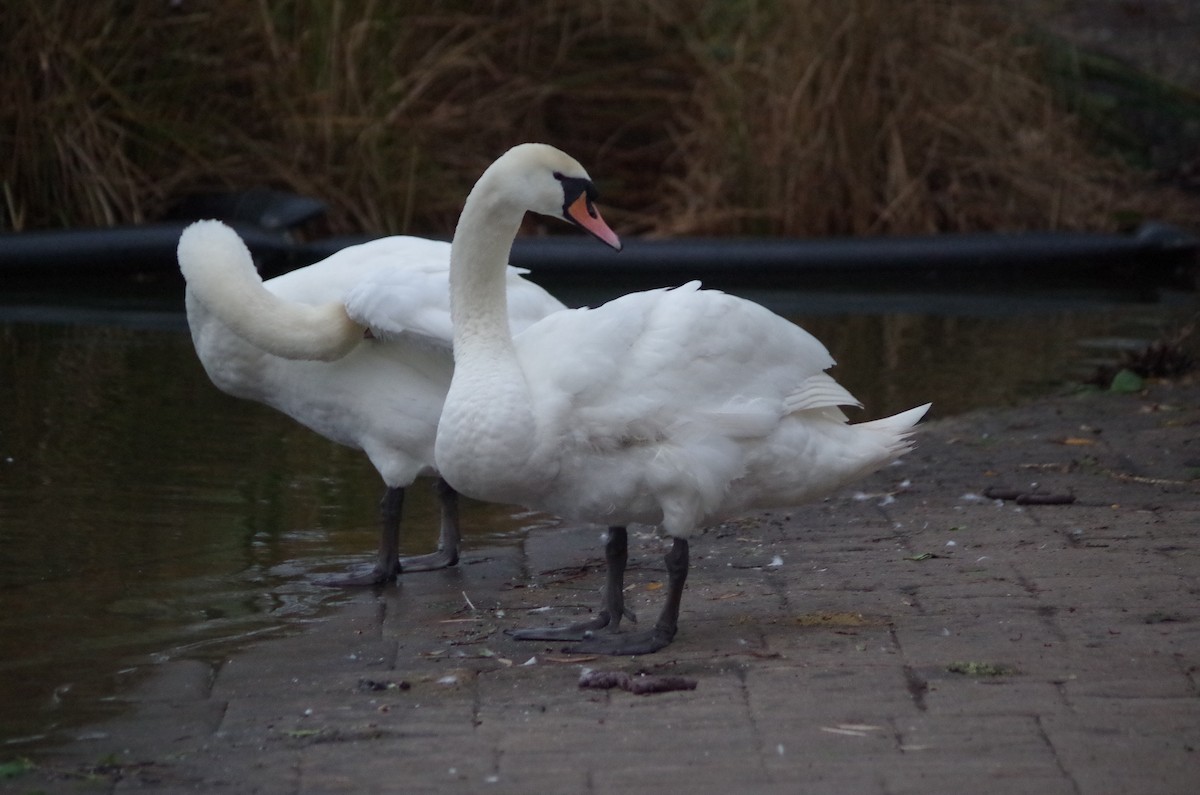 疣鼻天鵝 - ML645564107