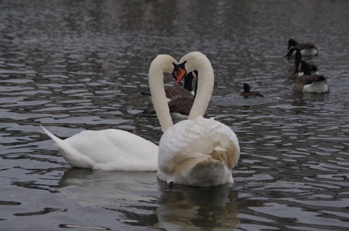 疣鼻天鵝 - ML645564108