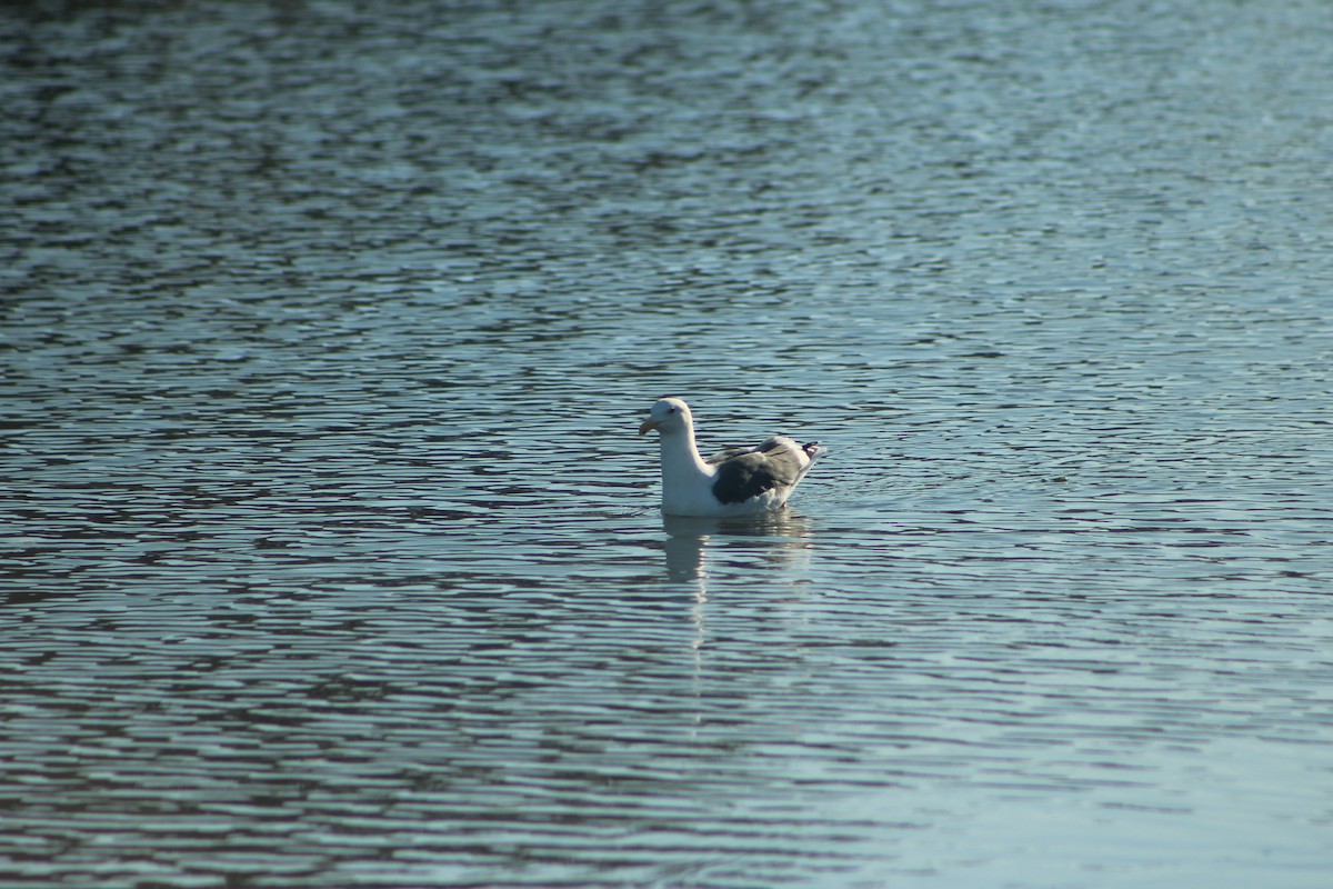 アメリカオオセグロカモメ - ML645564109