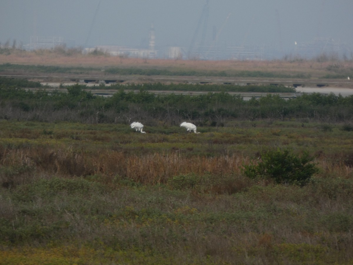 trompettrane - ML645564110