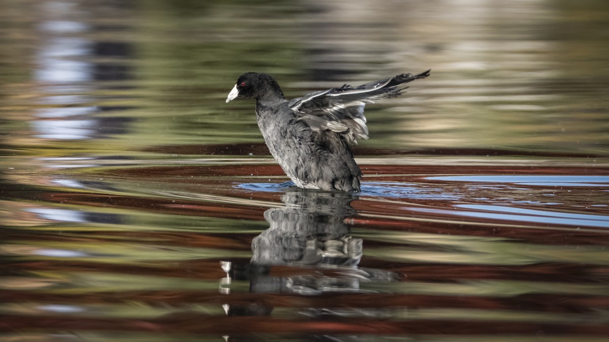 American Coot - ML645564112