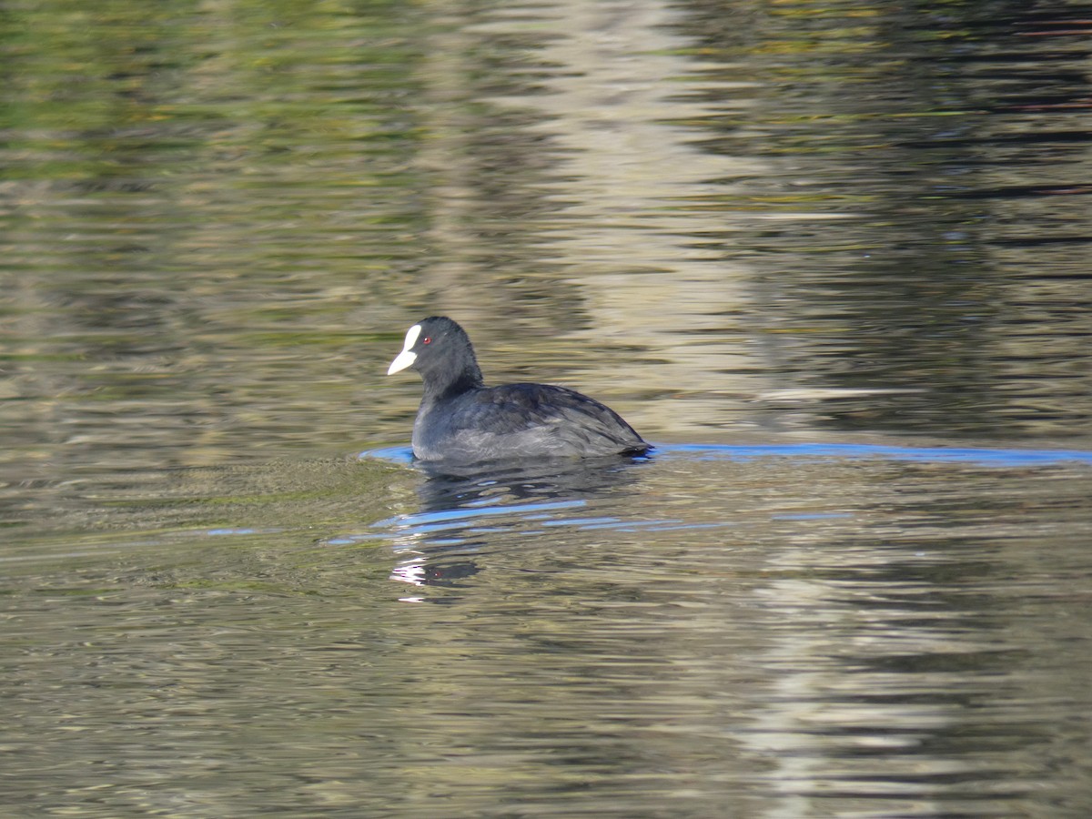 Лиска звичайна - ML645564113