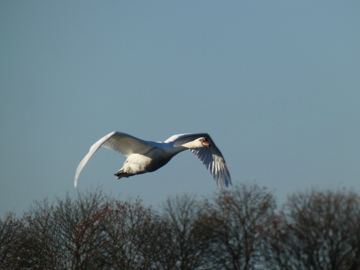 Лебідь-шипун - ML645564114