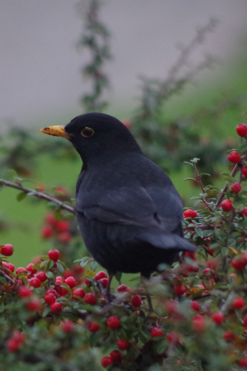 Дрізд чорний - ML645564115