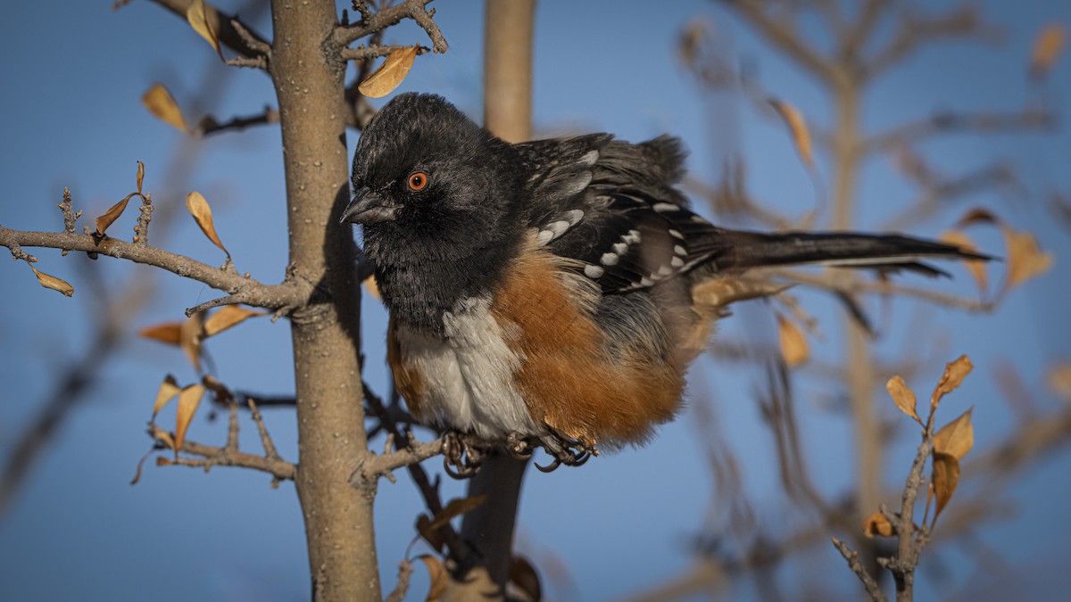 Тауї плямистий - ML645564117